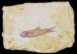 Knightia Fossil Fish - Wyoming #60868-1